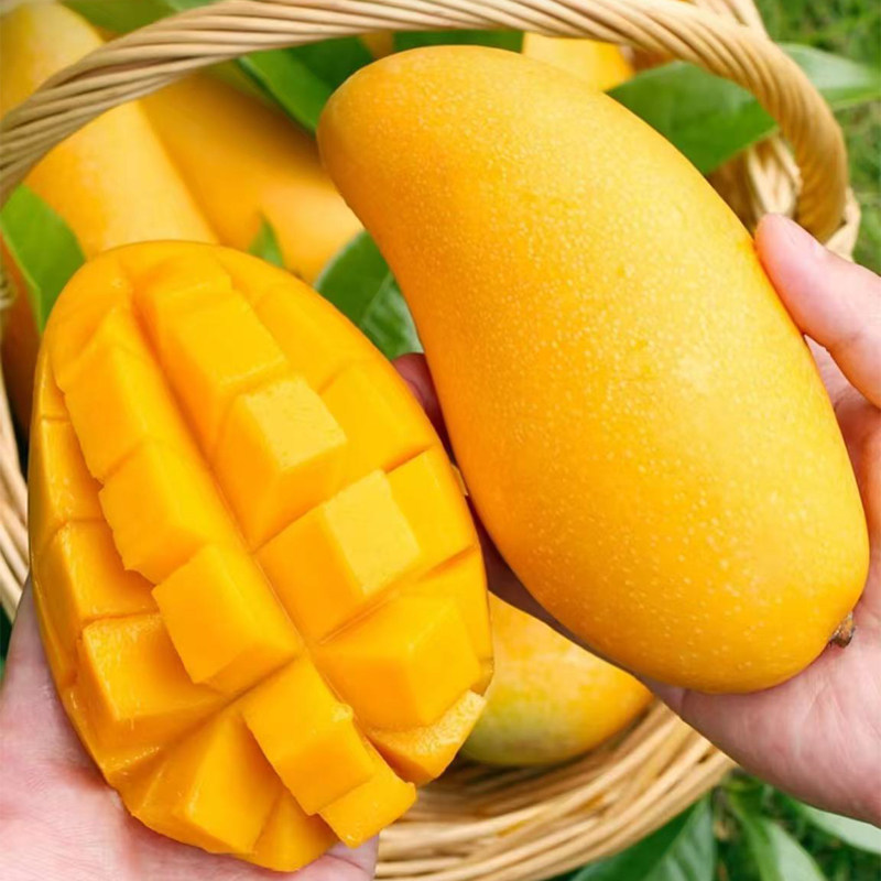 海南三亚金煌芒果新鲜特大果10斤