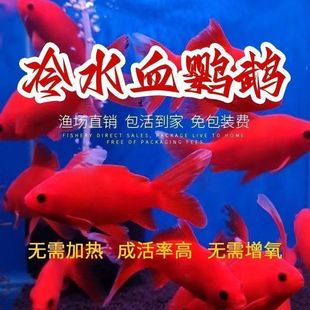 冷水鹦鹉鱼红鱼招财血鹦鹉冷水观赏鱼活体鱼苗好养耐活发财鱼