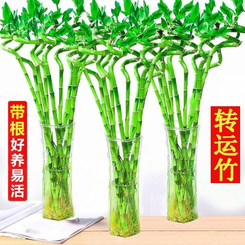 转运竹植物水养带根弯竹子盆栽室内客厅办公室水培绿植四季好养活