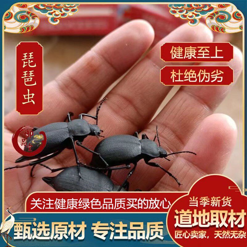 臭屁虫(抗癌消肿瘤)云南本土野生臭壳子虫(医学名)喙尾琵琶甲