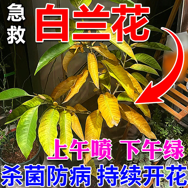 白兰花专用肥料养花营养药叶片发黄烂根急救养花通用生根复合肥剂,鲜花速递/花卉仿真/绿植园艺,家庭园艺肥料,淘宝优惠券,粉丝福利购,淘宝优惠卷