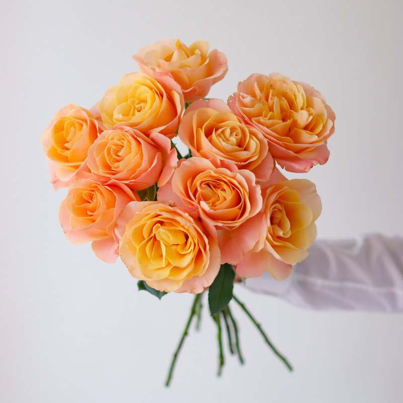 元丰祥玫瑰鲜花花束云南直发夏日恋情梦幻海葵流沙弗洛伊德鲜切花,鲜花速递/花卉仿真/绿植园艺,鲜花速递(同城),淘宝优惠券,粉丝福利购,淘宝优惠卷