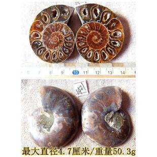 高档开片本叶菊石石石摆件材动物招财全玉化情侣吊坠古生物化标99