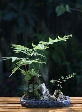 山野雅居 一物一拍创意蕨类成品组合盘景 以青石盘花器室内微景观