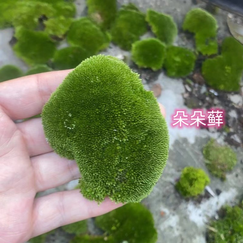 鲜活苔藓青苔大灰藓短绒藓绿植盆景铺面微景观植物庭院草皮造景