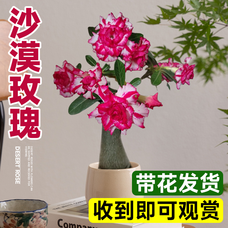 精品沙漠玫瑰盆栽老桩重瓣带花苞客厅桌面四季造型盆景植物好养活