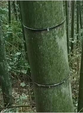 蒸直径18桶厘米大竹纯手工AL101198楠竹笼家蒸米饭竹桶竹甑子用新