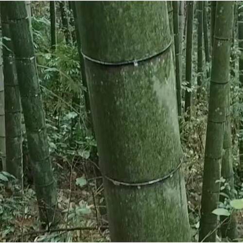 蒸直径18桶厘米大竹纯手工AL101198楠竹笼家蒸米饭竹桶竹甑子用新