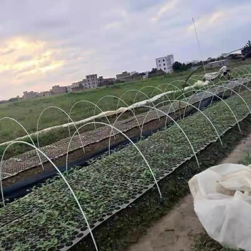 菜棚保温棚花棚育苗玻璃纤维杆农用大小拱棚支架拱杆玻璃钢弹力棒