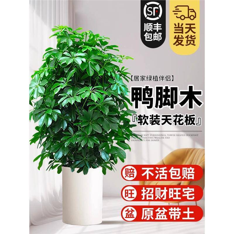 鸭脚木八方来财树植物发财树大盆栽客厅绿植大型室内花卉四季好养