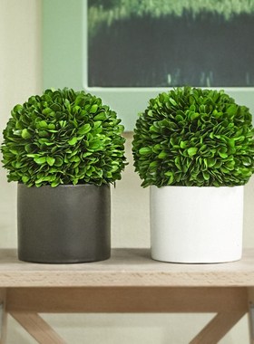 好养活花卉室内绿植桌面小盆栽客厅驱蚊植物卧室客厅装饰玄关摆件