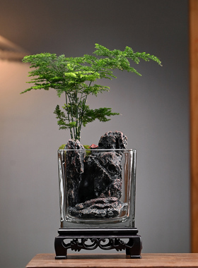 生态瓶苔藓微景观桌面盆栽青苔造景绿植物闷养鱼缸办公室水培摆件