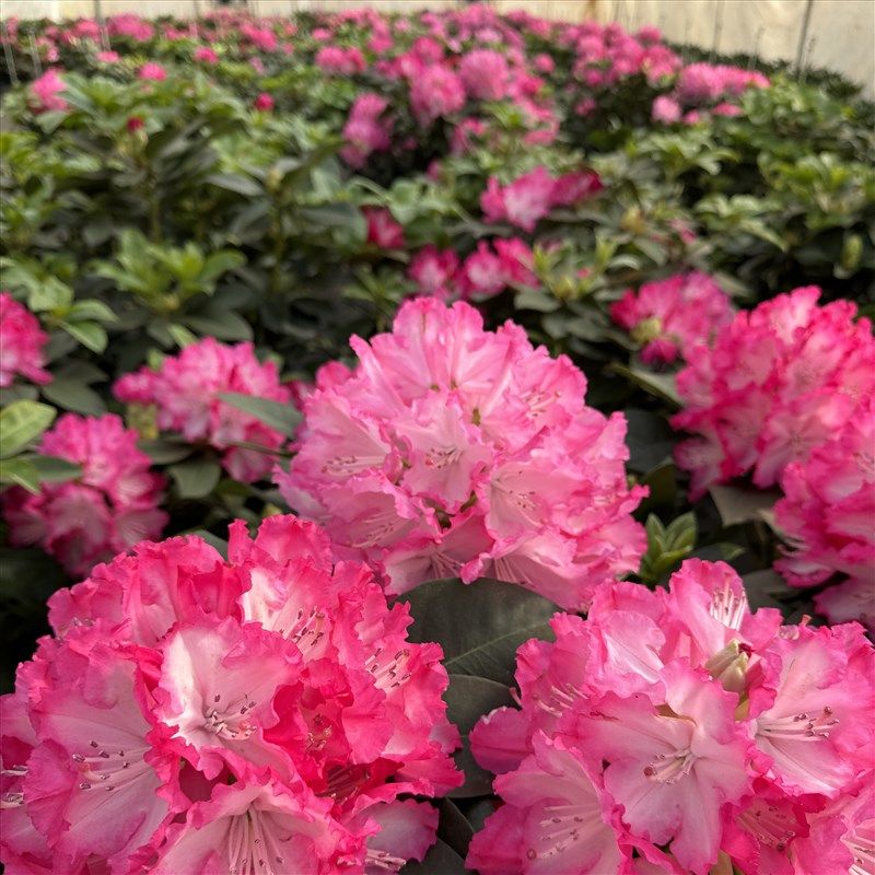 【福利】一物一拍 大叶高山杜鹃 木本花卉 耐寒耐热 室内庭院盆景,鲜花速递/花卉仿真/绿植园艺,造型盆景,淘宝优惠券,粉丝福利购,淘宝优惠卷