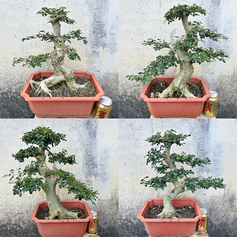 京山对节白蜡老桩盆景矮霸一物一拍