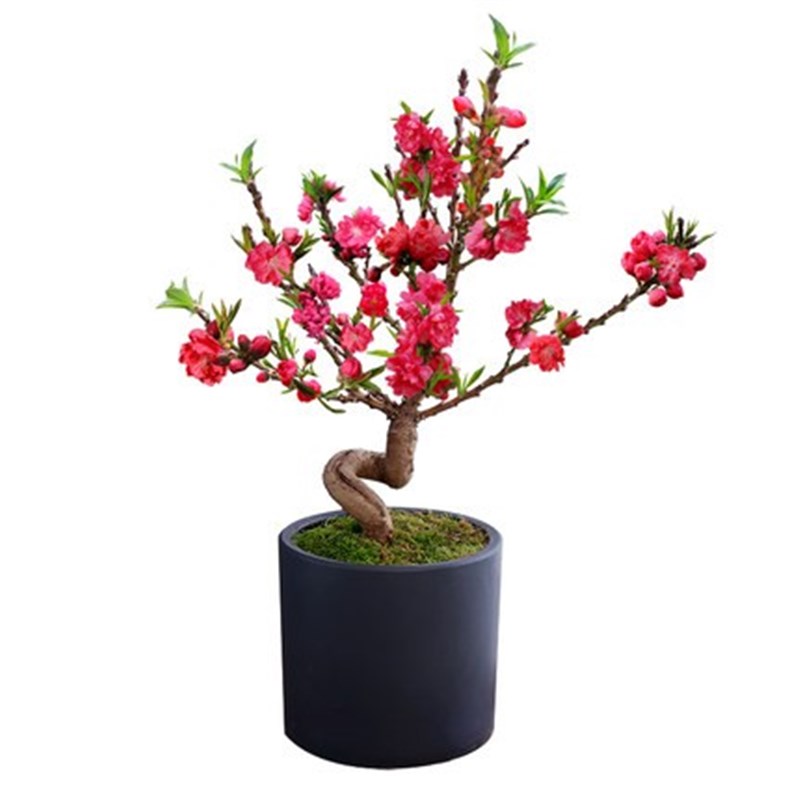矮壮型重瓣寿星桃花盆栽碧桃老桩盆景室内外地栽客厅观赏桃花耐寒