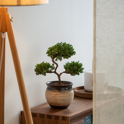 静艺花舍 三层塔松盆景办公室内桌面松柏禅意花卉盆栽乔迁送礼
