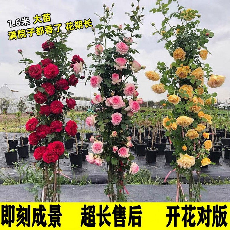 【1米5大苗】蔷薇花苗藤本月季特大花爬藤植物四季开花卉盆栽玫瑰