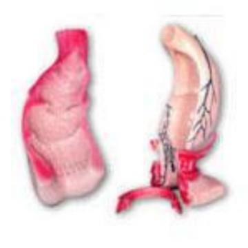 直肠和肛管模型A12007佳悦科教通教学用模型