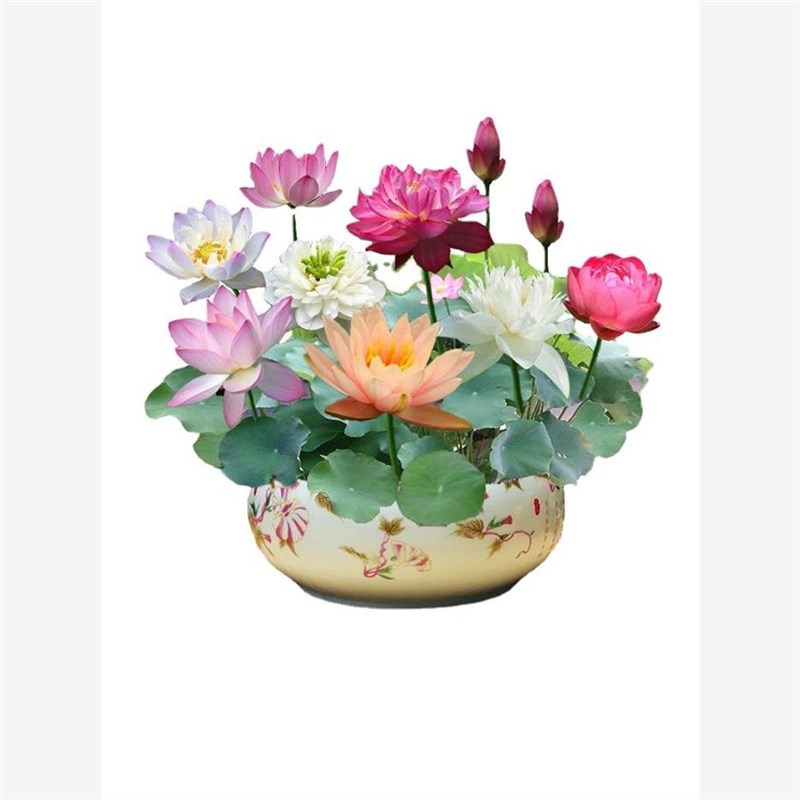 四季碗莲开口无土水培植物荷花盆栽观花植物花种四季水生睡莲花籽