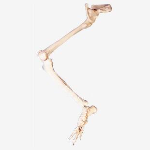 下肢骨连髋骨模型A11130