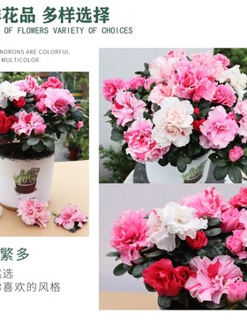 绿色光辉比利时杜鹃花卉盆栽四季开花老桩盆景树苗室内外庭院植物