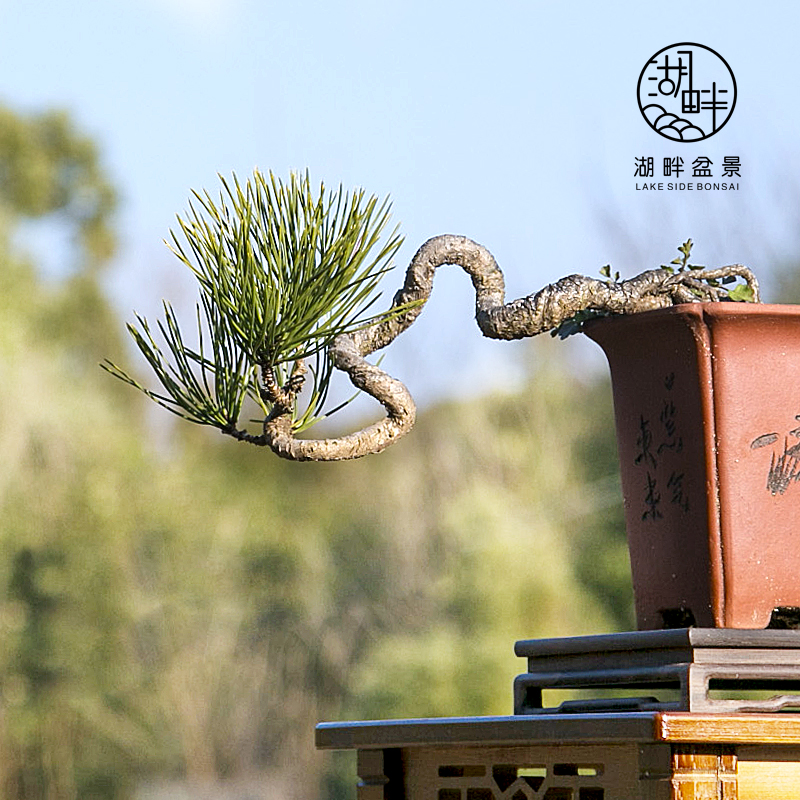 黄山松造型老桩小品微盆景黑松树茶桌阳台庭院绿植盆栽一物一拍