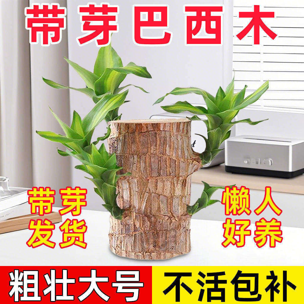 巴西木盆栽水培幸运木开花卉带芽办公室内绿植物适合懒人养的四季