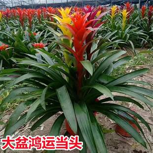 鲜花红运当头大盆景真花鸿运当头客厅大盆栽鸿运当头真花办公室内