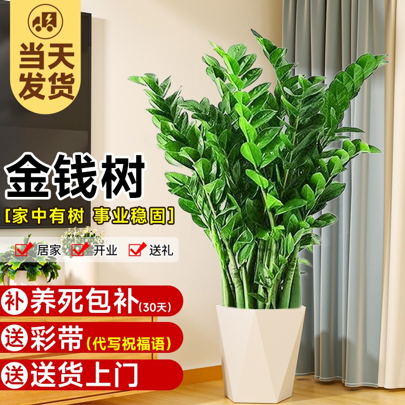 金钱树盆栽客厅大型绿植物客厅旺宅开业送礼圆叶摇钱串子落地摆件