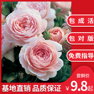 天狼月季朱丽叶盆栽花苗植物四季大花灌木绿植果汁阳台玫瑰花卉