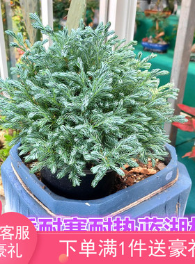 蓝湖柏盆栽蓝色波尔瓦蓝柏蓝冰柏卷柏净化空气耐寒花园绿植冬季花