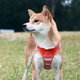 狗狗牵引绳中小型犬遛狗绳猫咪背心式 透气绳子胸背带小狗背心狗绳