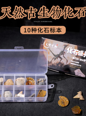 10种天然古生物化石昆虫海螺三叶虫海洋动菊石标本盒科普教学现货