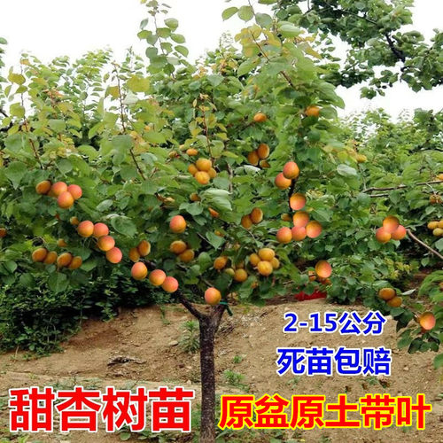 嫁接杏树苗南北方地栽种