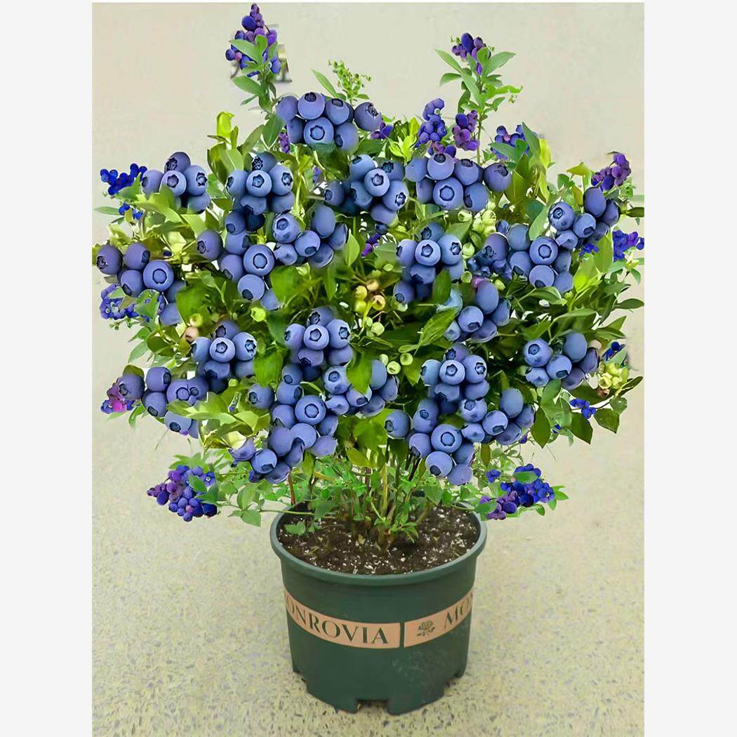 蓝莓树果苗带果蓝莓苗盆栽l25蓝梅树树苗南北方种植奥尼尔蓝美1号