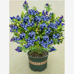 蓝莓树果苗带果蓝莓苗盆栽l25蓝梅树树苗南北方种植奥尼尔蓝美1号