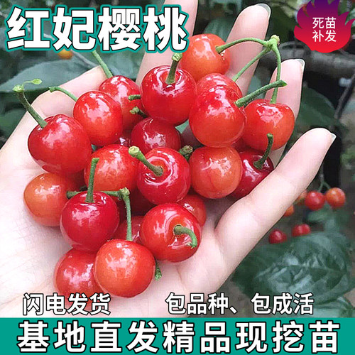 红妃樱桃树苗南北方地栽