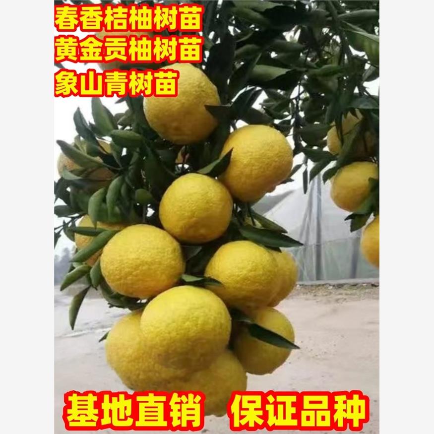 橘子树苗春香桔柚树苗黄金贡柚树苗象山青树苗南北方庭院种植盆栽