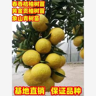橘子树苗春香桔柚树苗黄金贡柚树苗象山青树苗南北方庭院种植盆栽