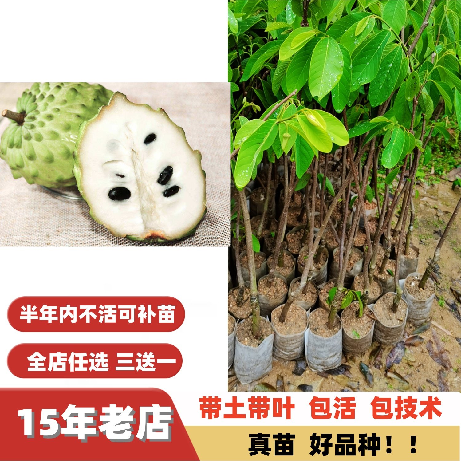 新品种 高档特大果爆甜牛奶凤梨释迦苗番荔枝树苗嫁接苗盆栽地栽