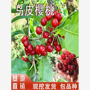 乌皮樱桃苗嫁接黑珍珠樱桃苗南北方地栽盆栽老品种土樱桃活苗种植