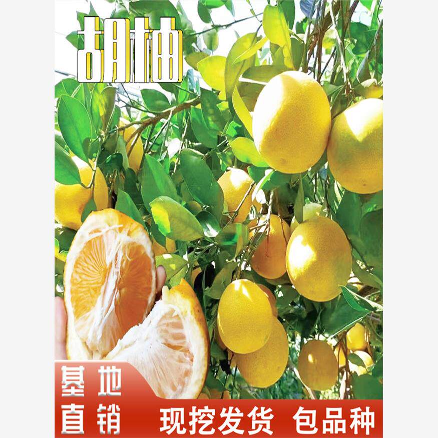 胡柚树苗南北方庭院地栽盆栽种植嫁接常山胡柚子苗甜柚子当年结果