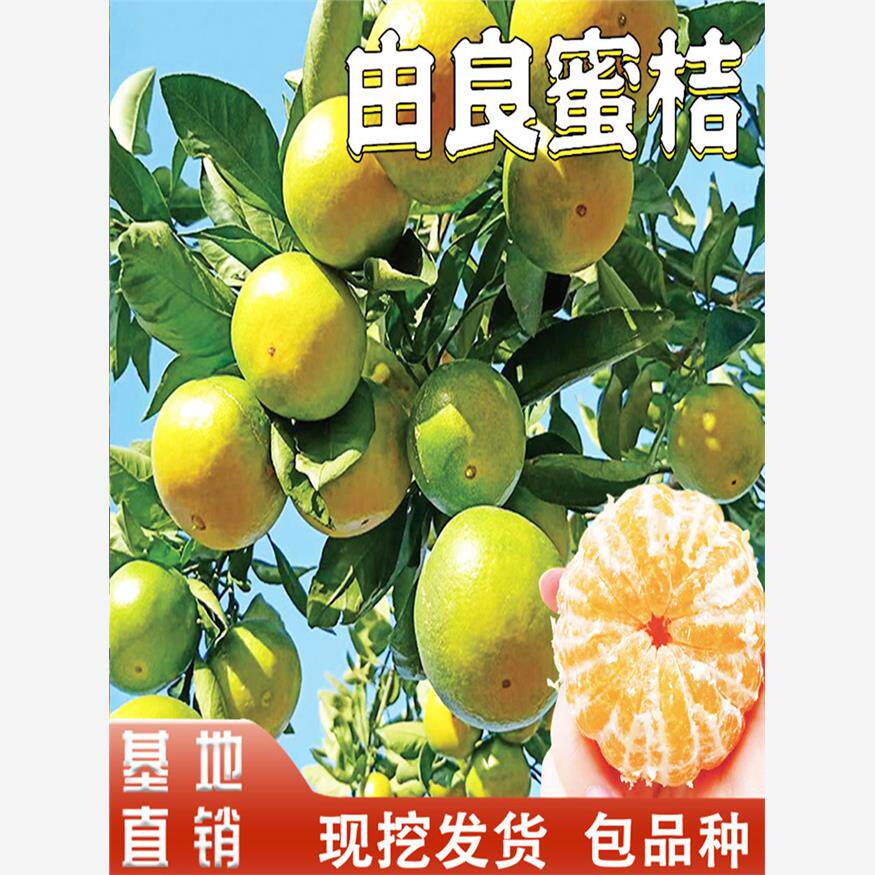 由良蜜桔树苗早熟桔子嫁接蜜橘果树南北方地栽盆栽庭院种植果树苗