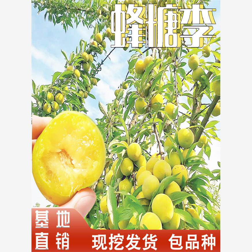 蜂糖李子树苗嫁接冰糖李子树地栽果树盆栽地栽南北方种植脱骨离核