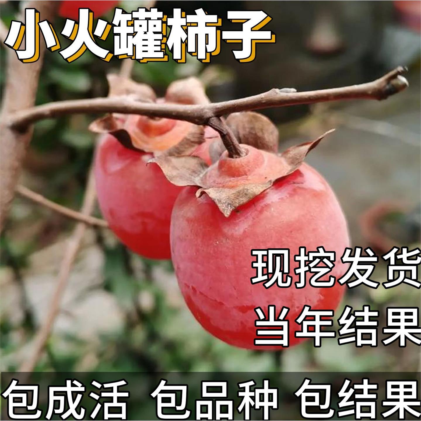 小火罐柿子树果苗庭院果树特大号耐寒盆栽嫁接迷你软糯甜当年结果