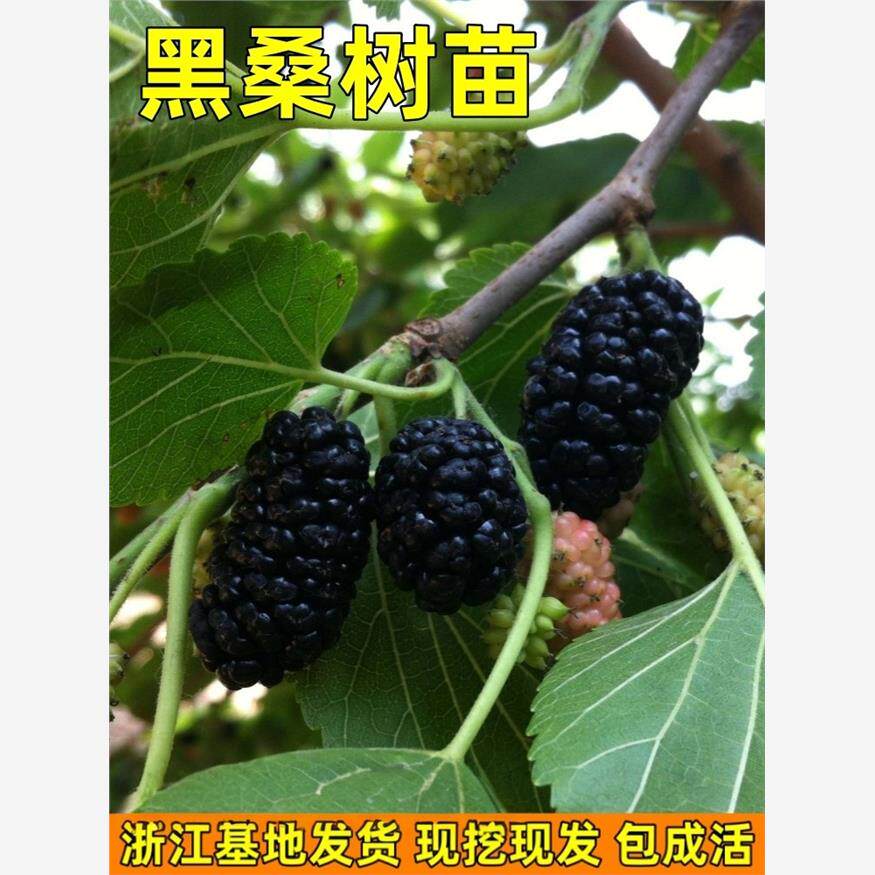 桑葚树苗台湾黑桑葚树苗无籽大什桑葚树苗南北方盆栽地栽当年结果