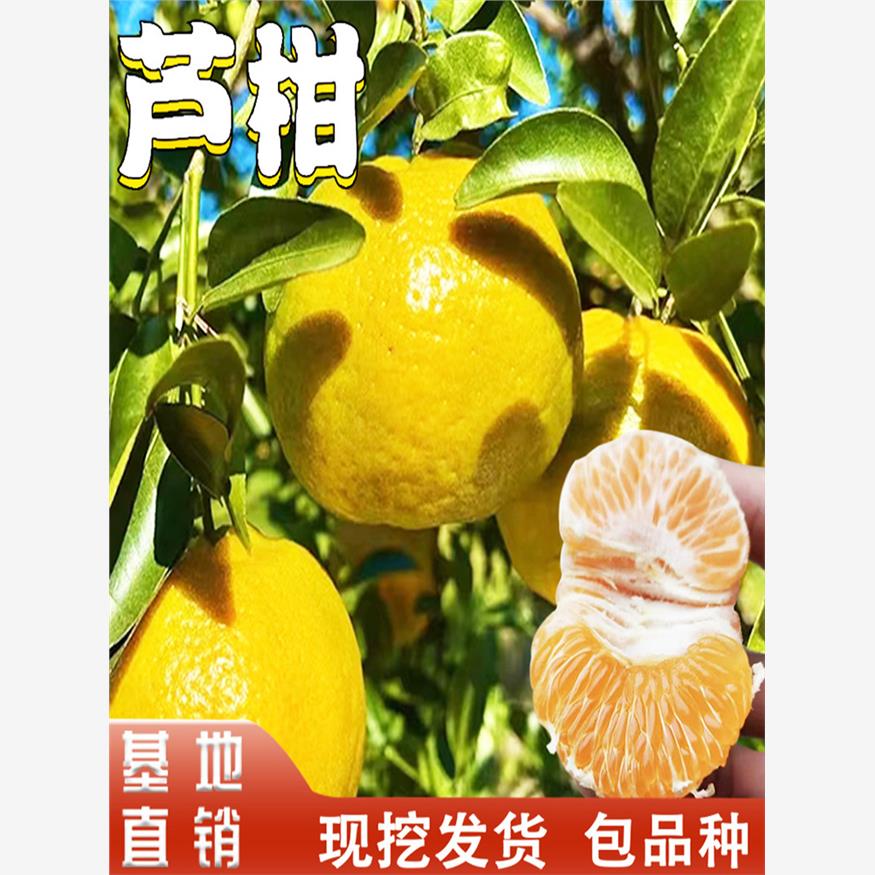 芦柑树苗南北方地载盆栽嫁接特大橘子果树果苗桔子树活苗当年结果