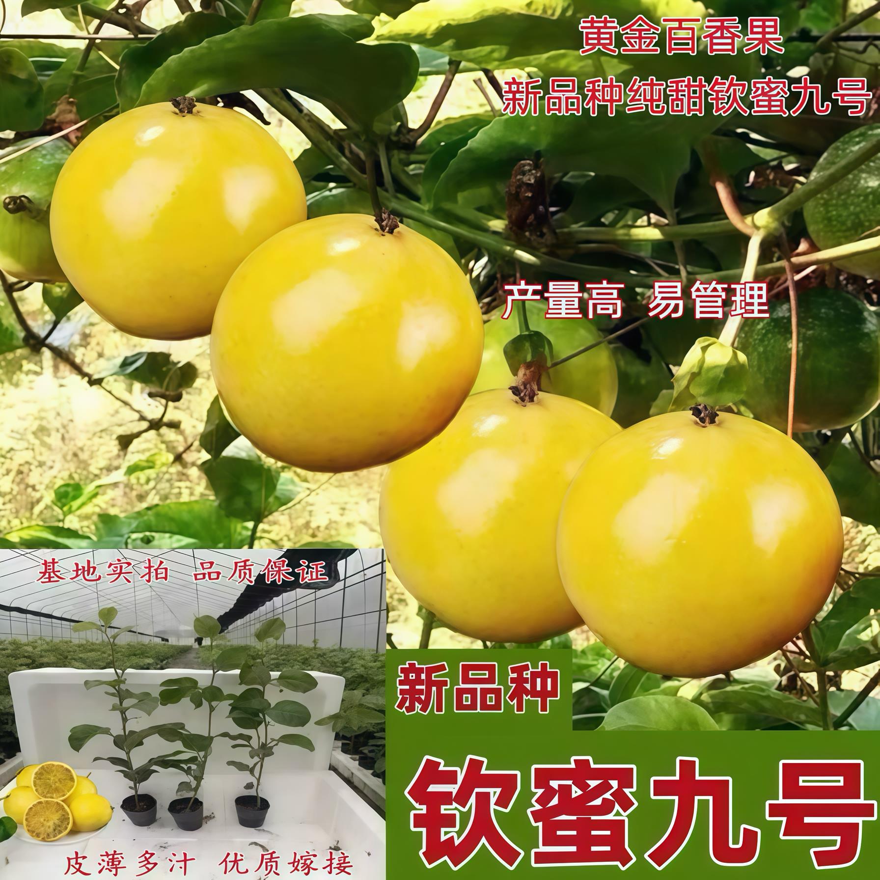 纯甜黄金百香果树果苗钦图片