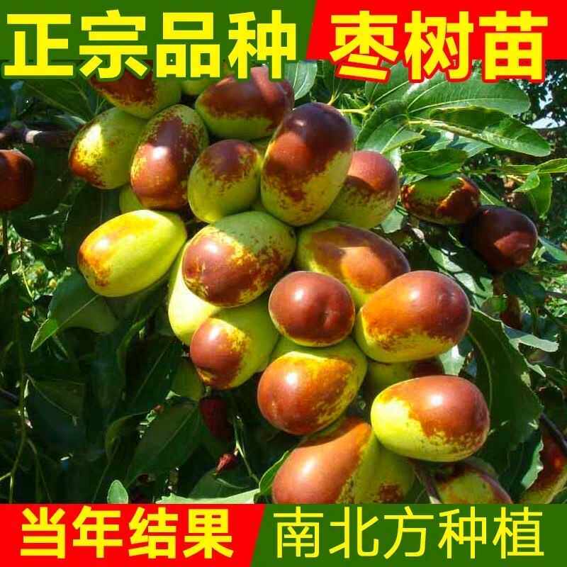 枣树活苗嫁接冬枣地栽果树果苗当年结果北方南方大枣超甜特大庭院