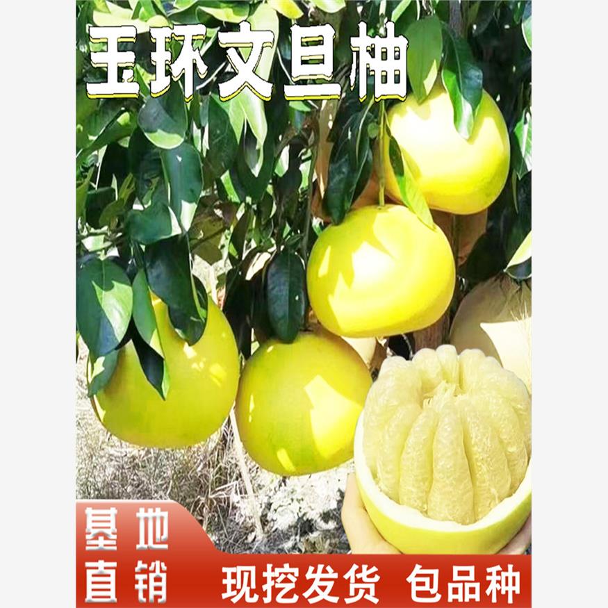玉环文旦柚苗嫁接柚子树图片